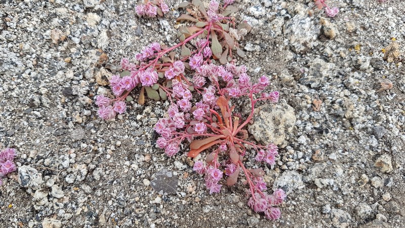 Mariposa Pussypaws photo 7