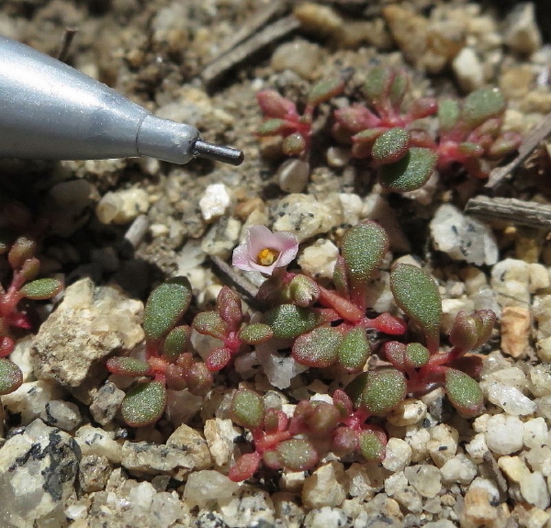 Pygmy Pussypaws