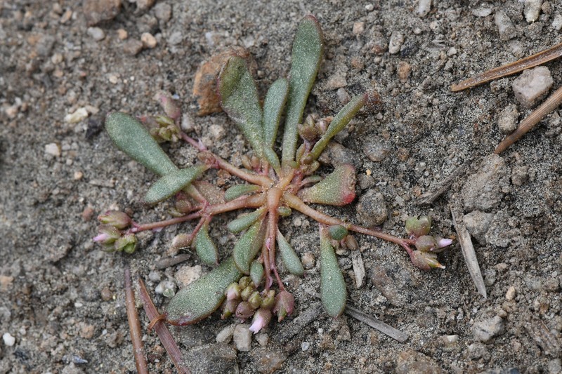 Pygmy Pussypaws photo 3