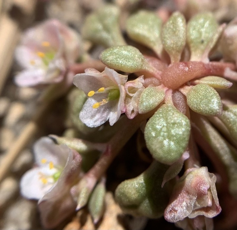 Pygmy Pussypaws photo 4