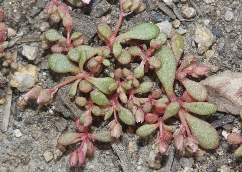 Pygmy Pussypaws photo 6