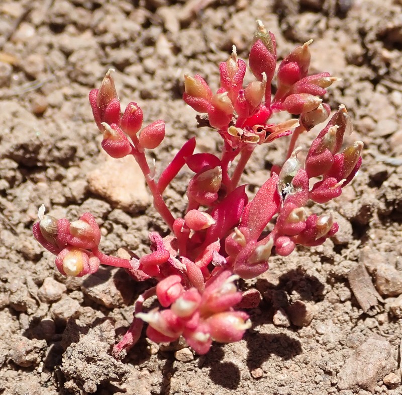 Pygmy Pussypaws photo 8