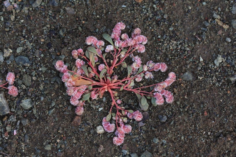 Fourpetal Pussypaws