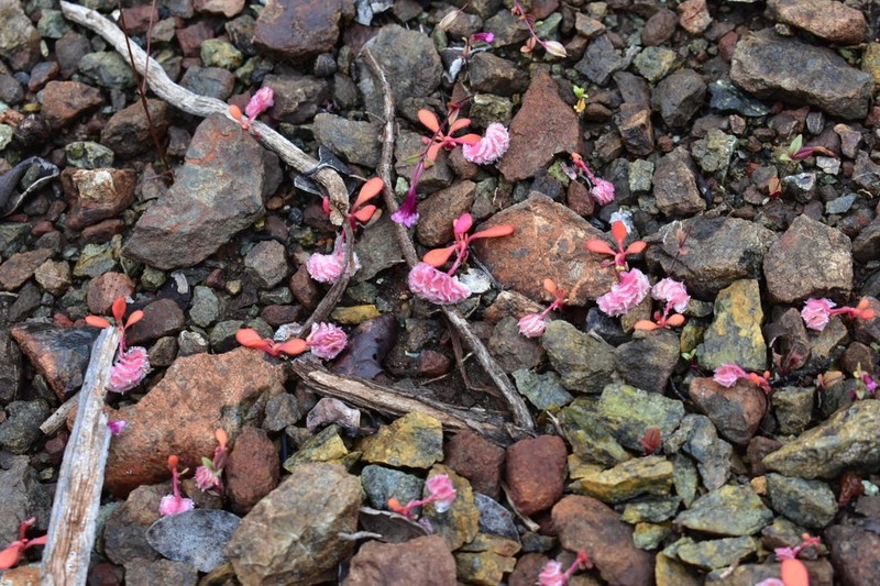 Fourpetal Pussypaws photo 8