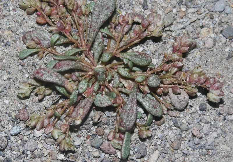 Rosy Pussypaws photo 6