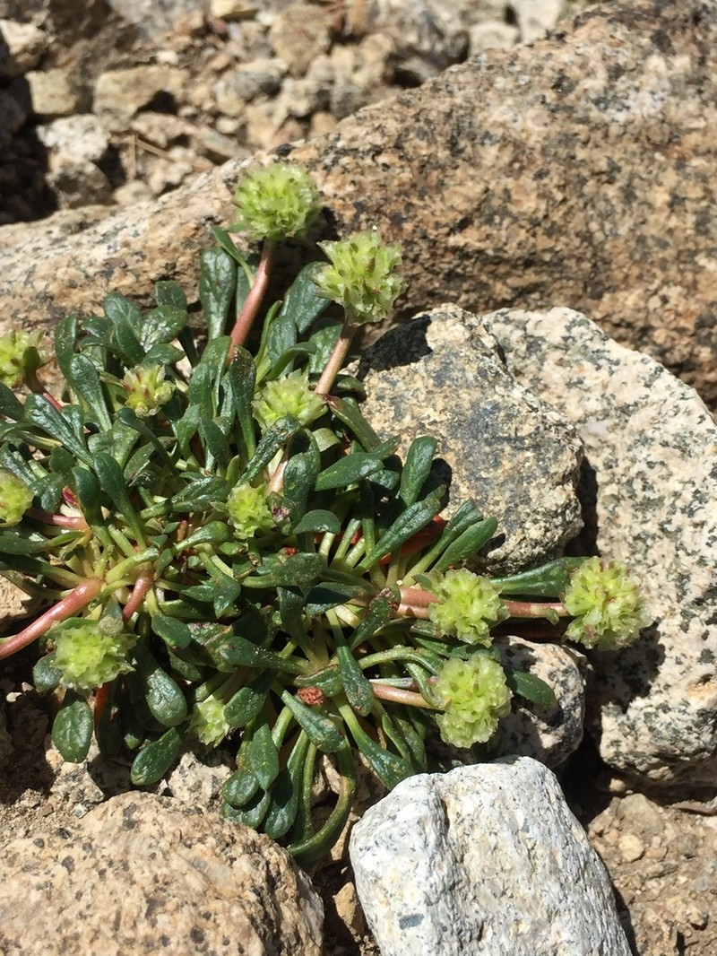 Mt. Hood Pussypaws