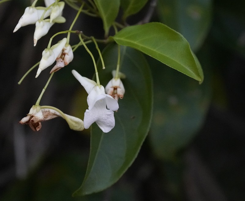 Calyptrion arboreum