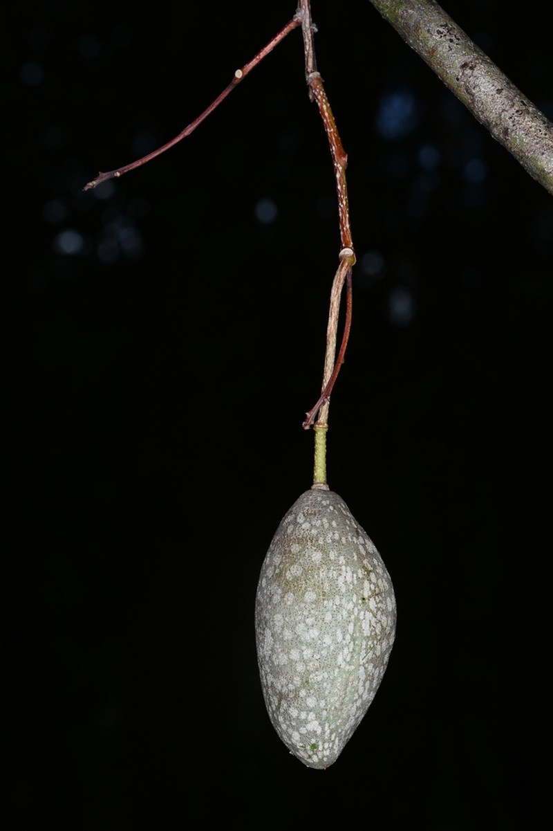 Calyptrion arboreum photo 2