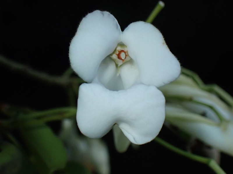 Calyptrion arboreum photo 3