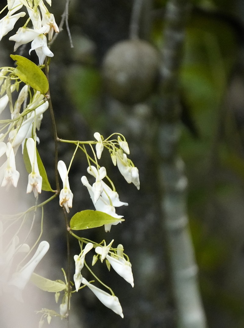 Calyptrion arboreum photo 4
