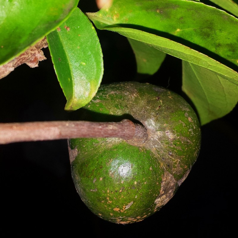 Calyptrion arboreum photo 5