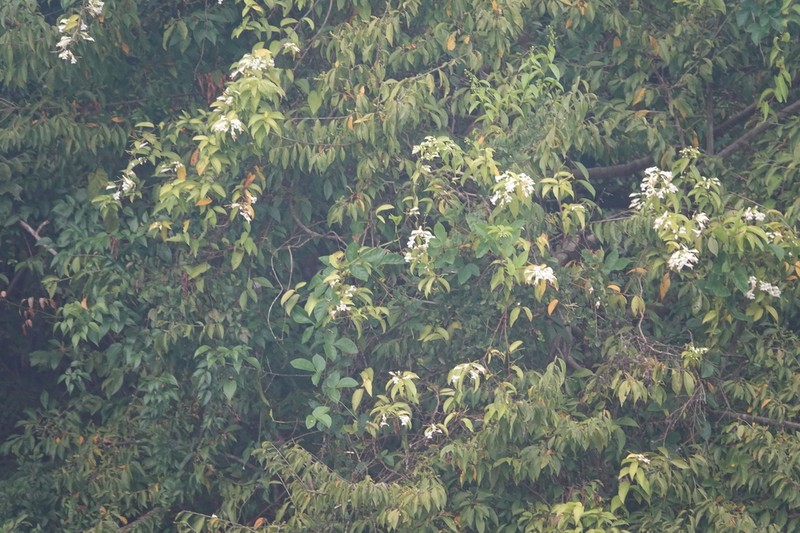 Calyptrion arboreum photo 6