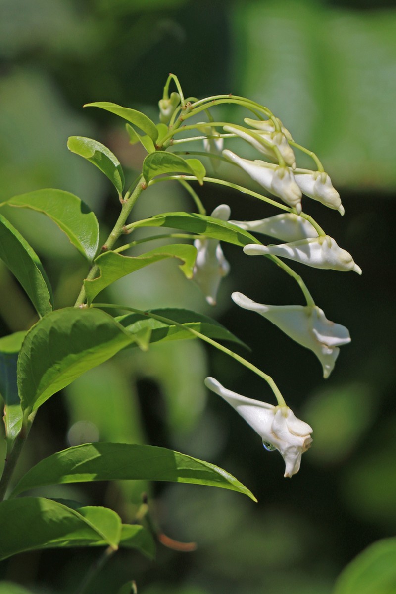 Calyptrion arboreum photo 7