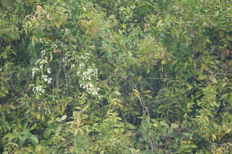 Calyptrion arboreum photo 8
