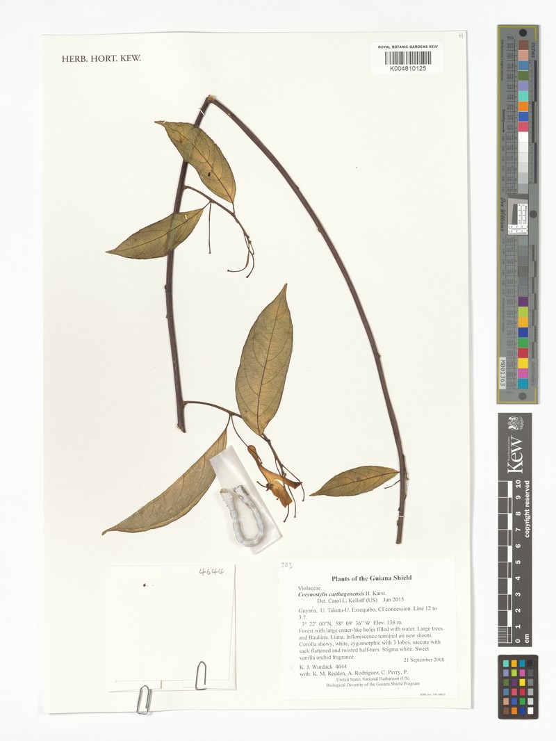 Calyptrion carthagenense