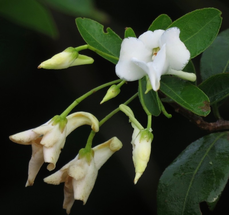Calyptrion pubescens