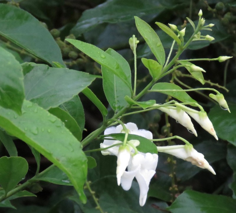 Calyptrion pubescens photo 2