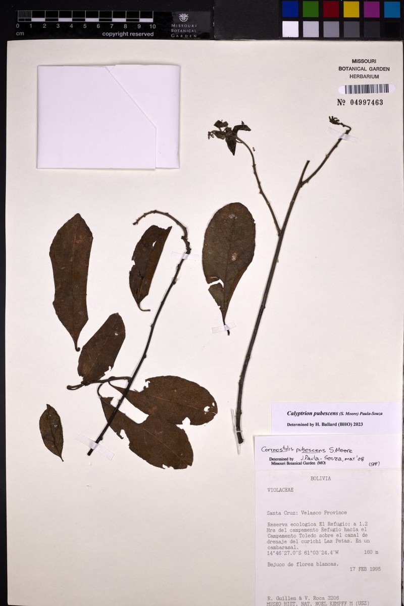 Calyptrion pubescens photo 3