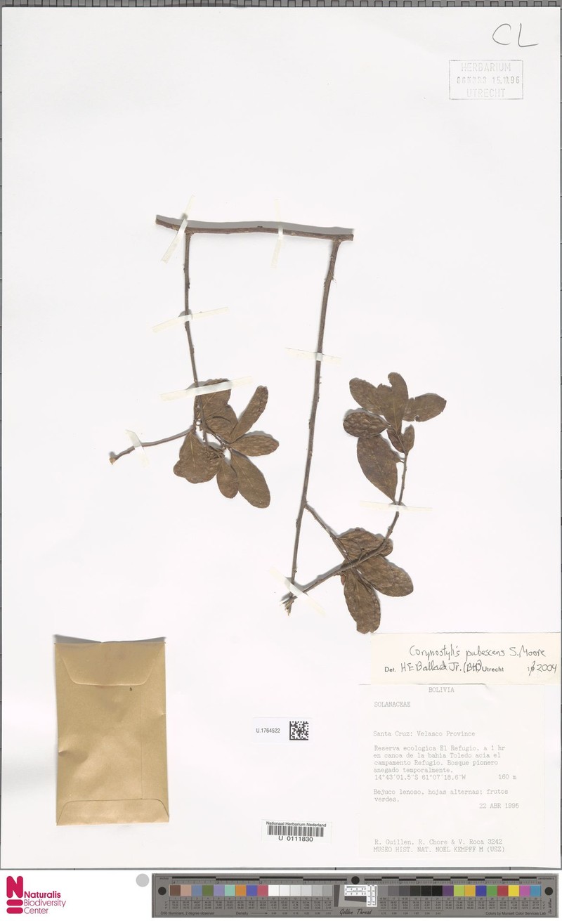 Calyptrion pubescens photo 4