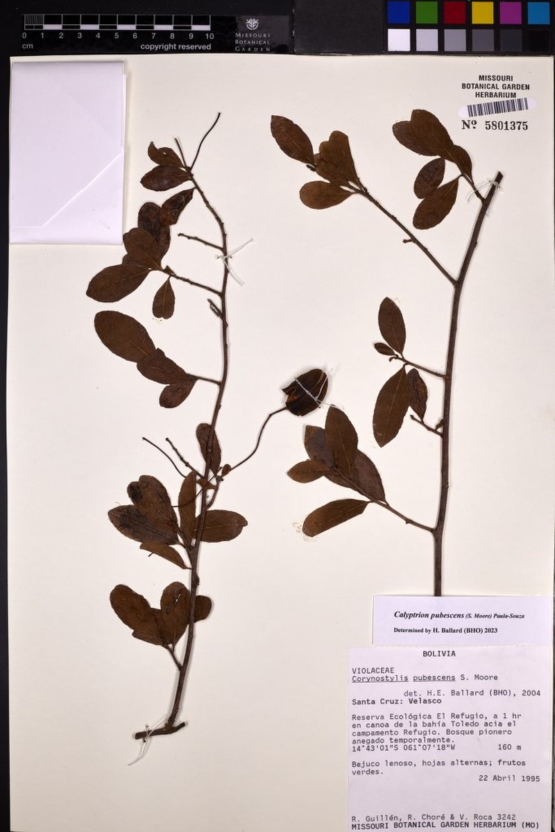 Calyptrion pubescens photo 5