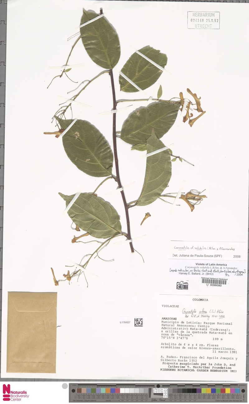 Calyptrion volubile