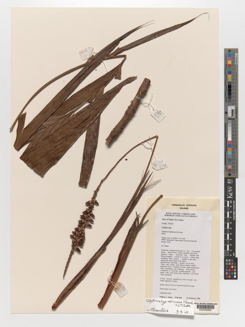 Calyptrocalyx calcicola