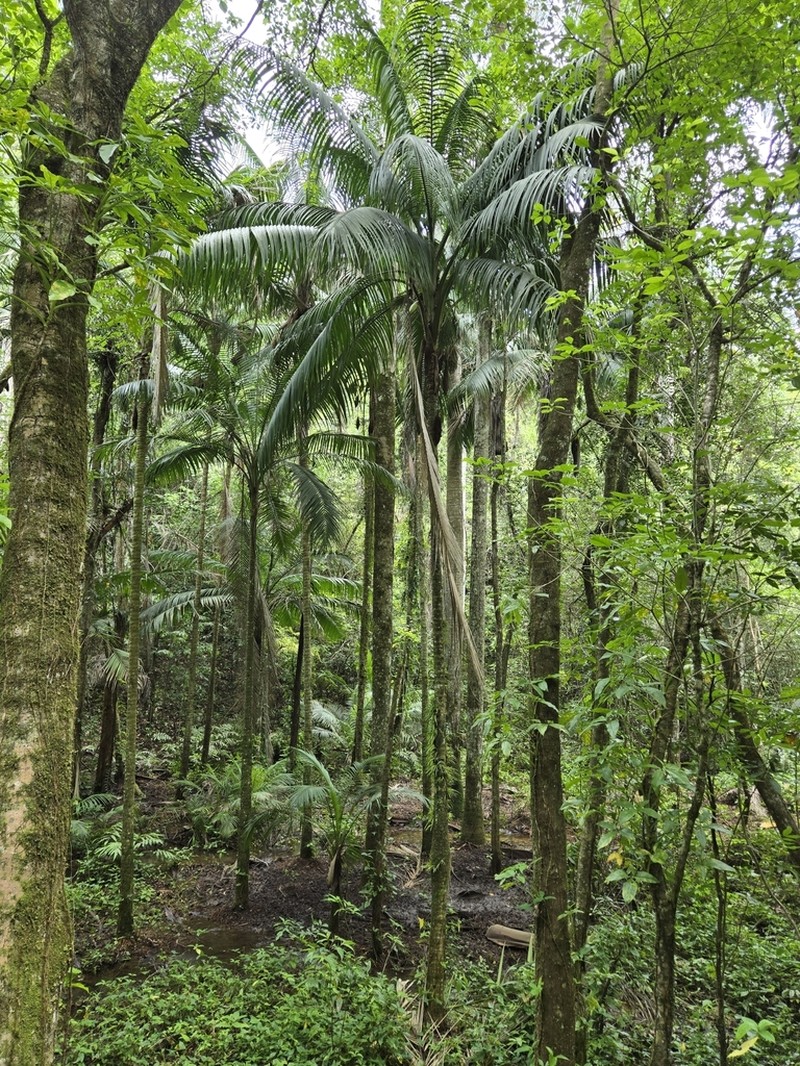Puerto Rico Manac