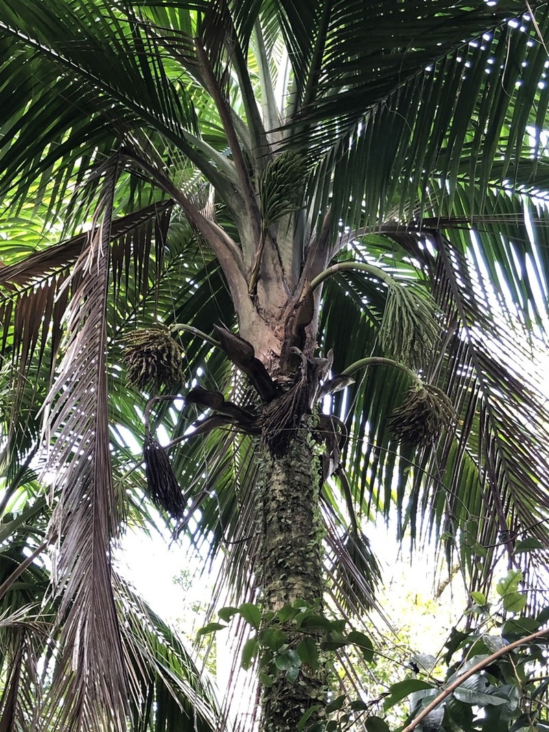 Puerto Rico Manac photo 2