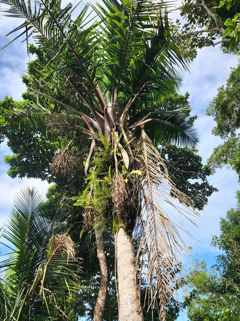 Puerto Rico Manac photo 3