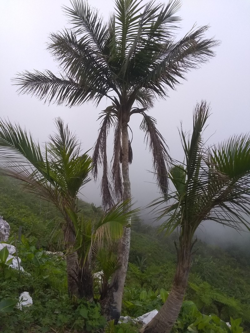 Puerto Rico Manac photo 4