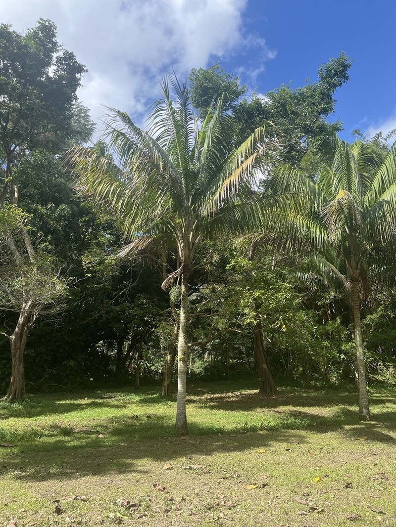 Puerto Rico Manac photo 5