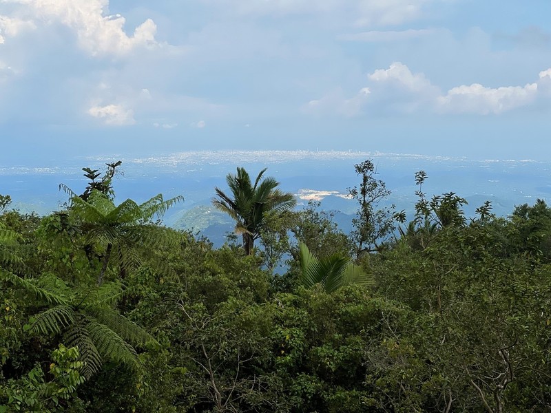 Puerto Rico Manac photo 6