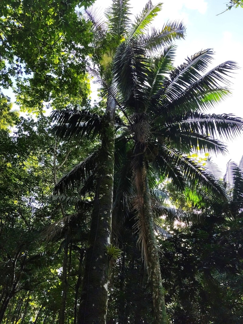 Puerto Rico Manac photo 8