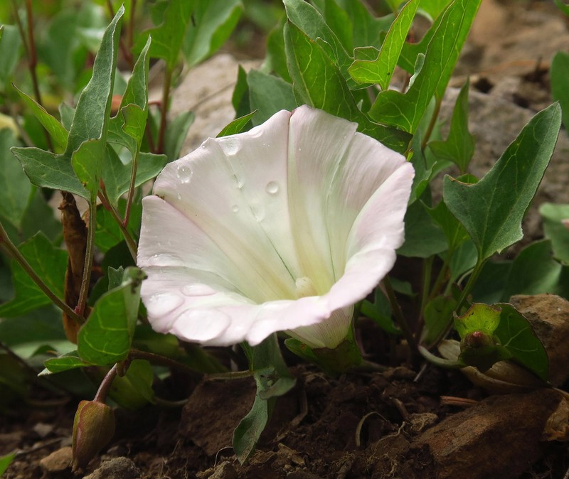 Nightblooming False Bindweed photo 3