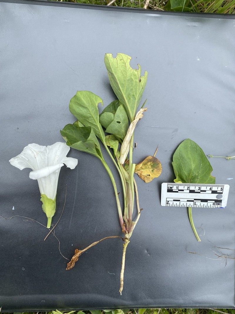 Nightblooming False Bindweed photo 4