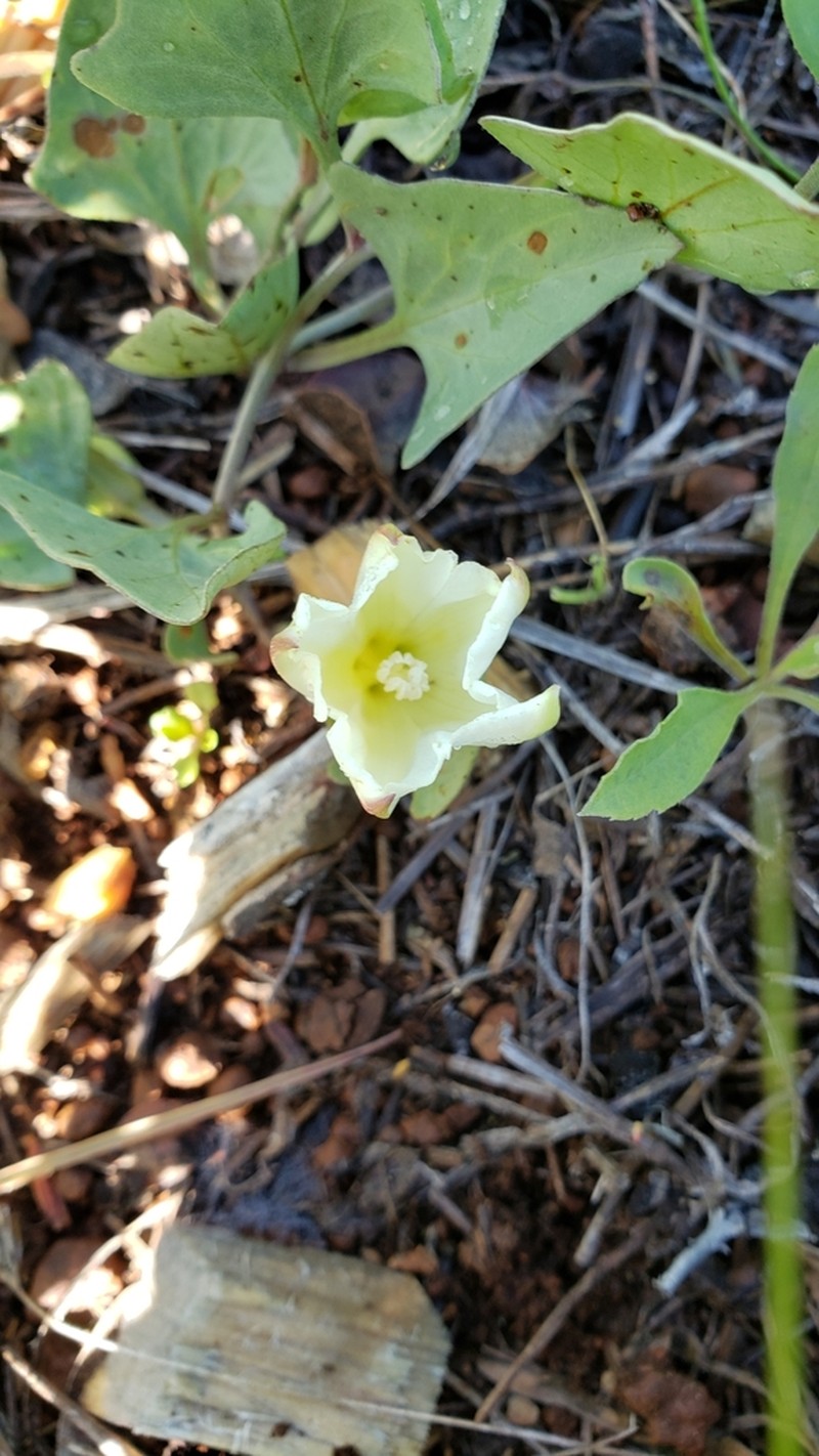 Nightblooming False Bindweed photo 5