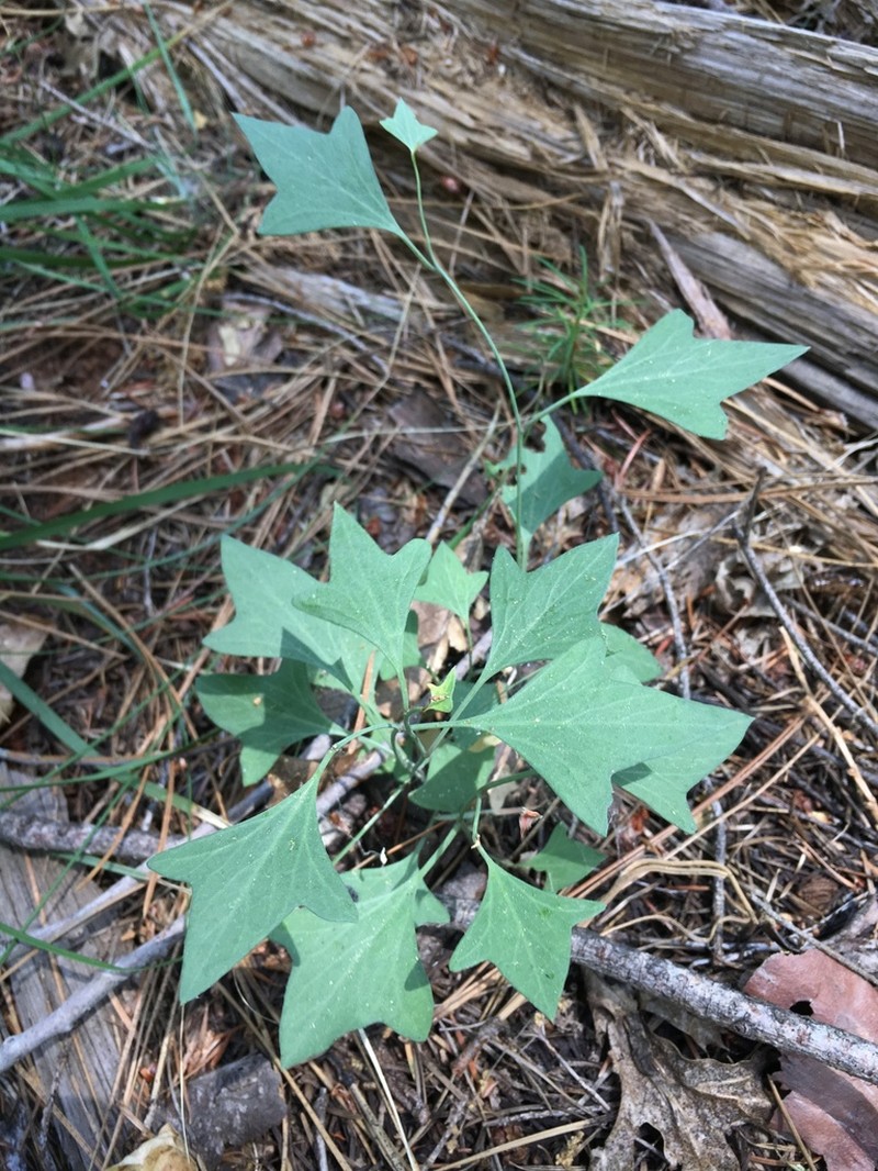 Nightblooming False Bindweed photo 6