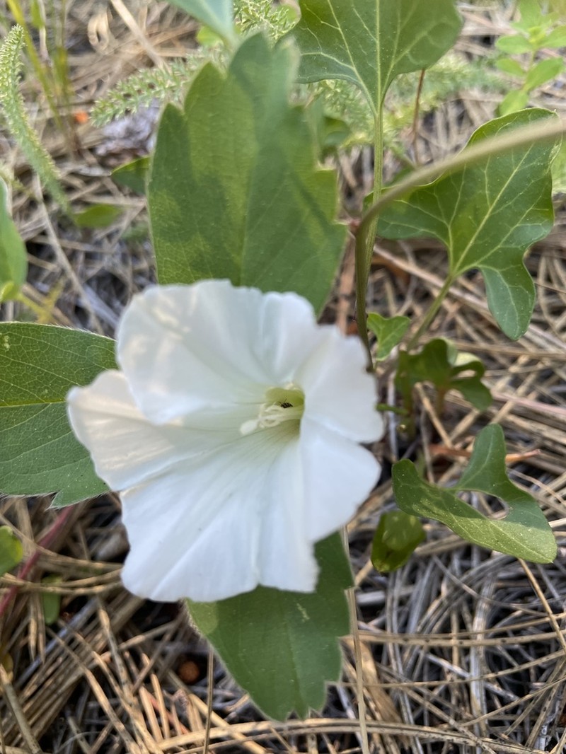 Nightblooming False Bindweed photo 7