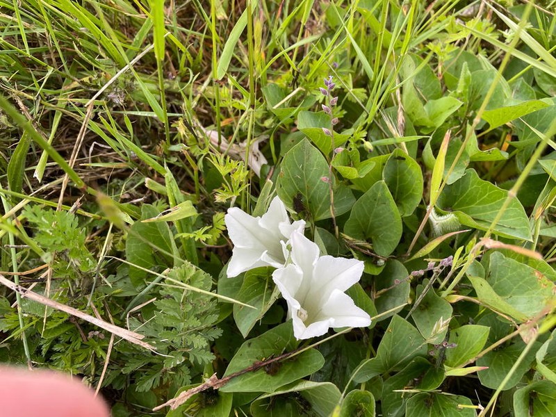 Calystegia atriplicifolia subsp. atriplicifolia