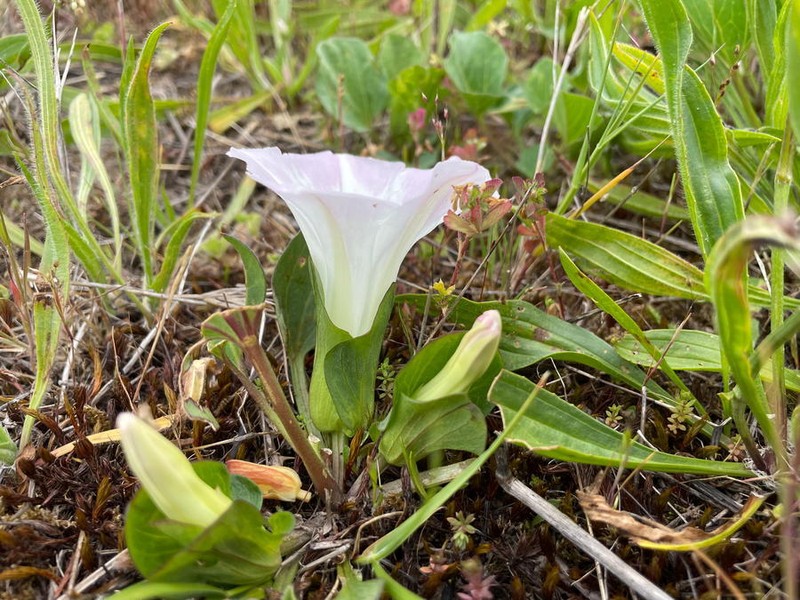 Calystegia atriplicifolia subsp. atriplicifolia photo 2