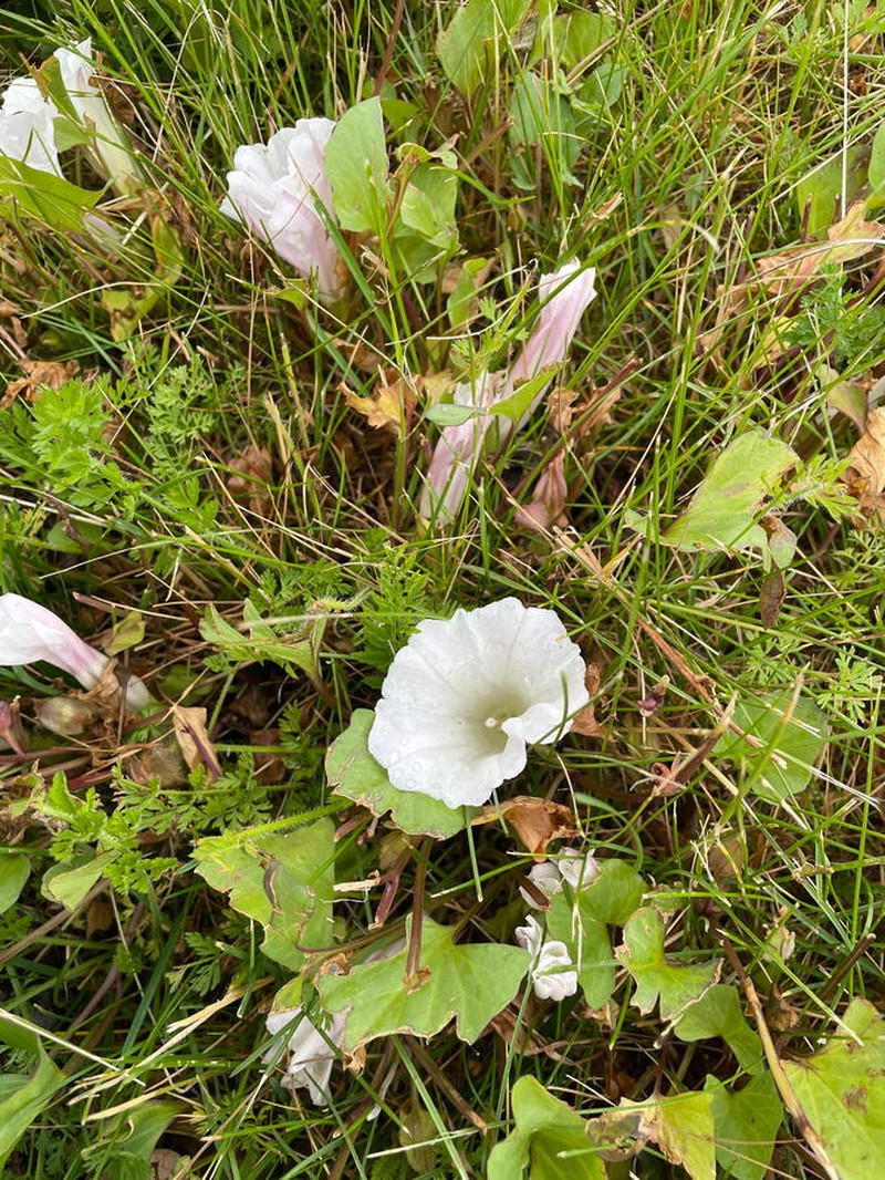 Calystegia atriplicifolia subsp. atriplicifolia photo 3