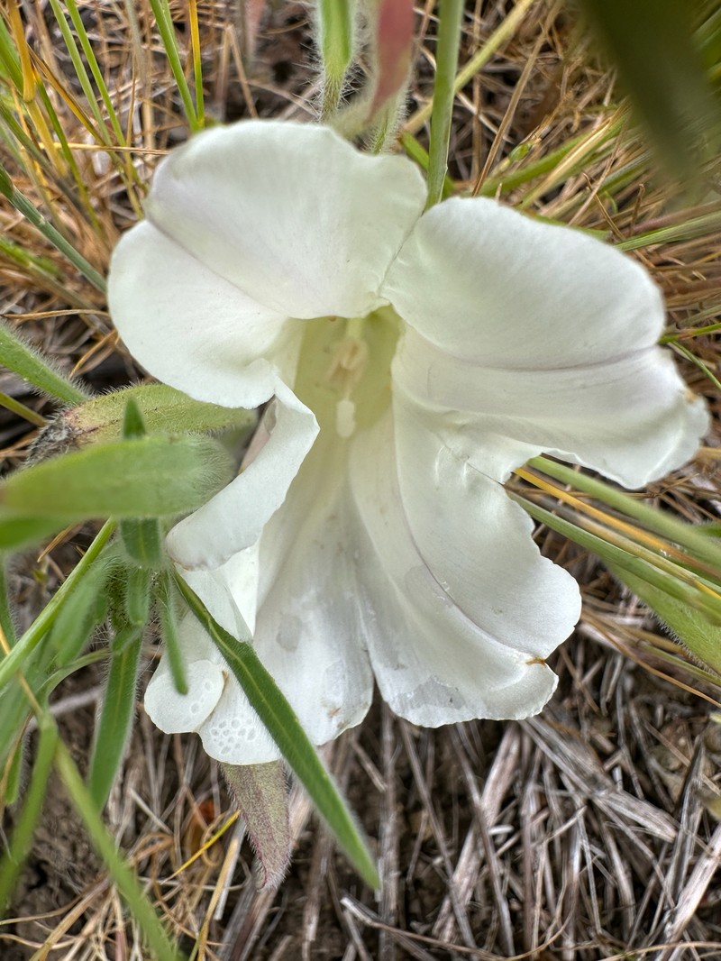 Calystegia atriplicifolia subsp. atriplicifolia photo 4