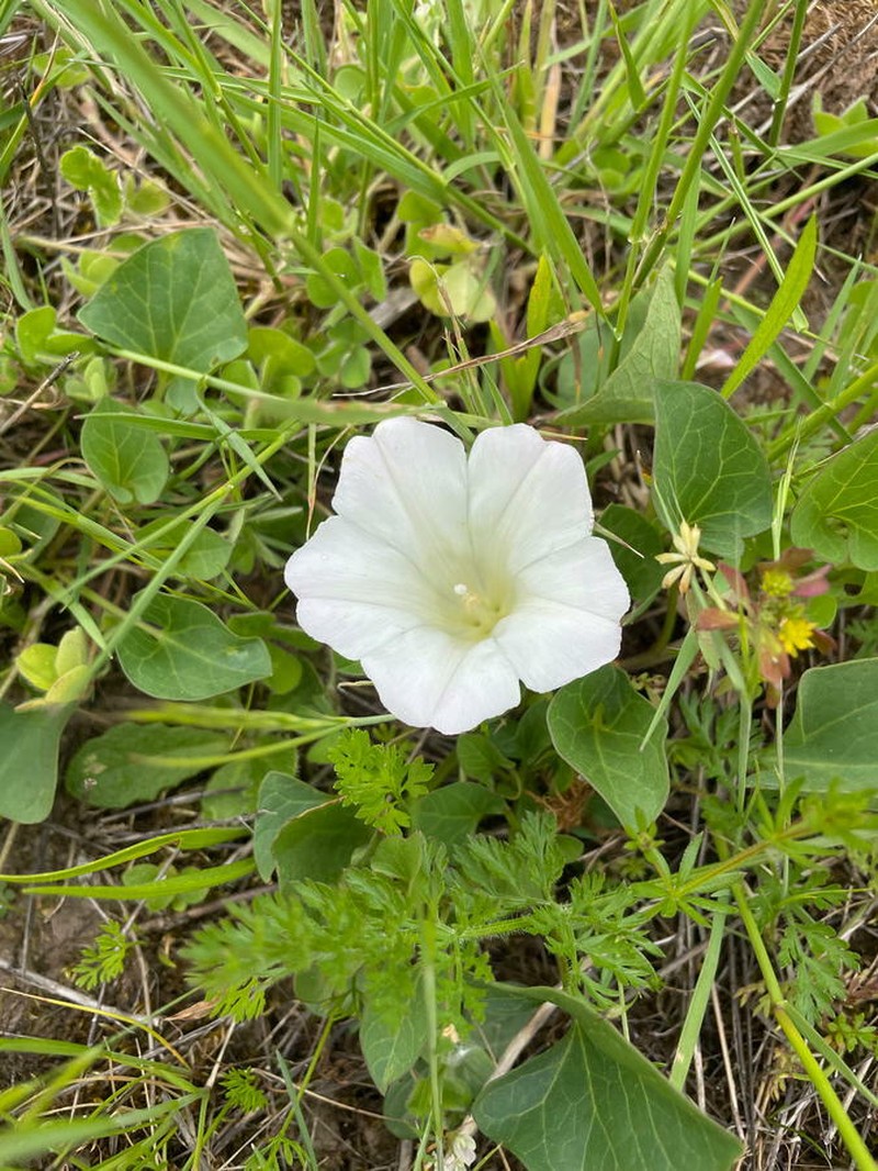 Calystegia atriplicifolia subsp. atriplicifolia photo 6