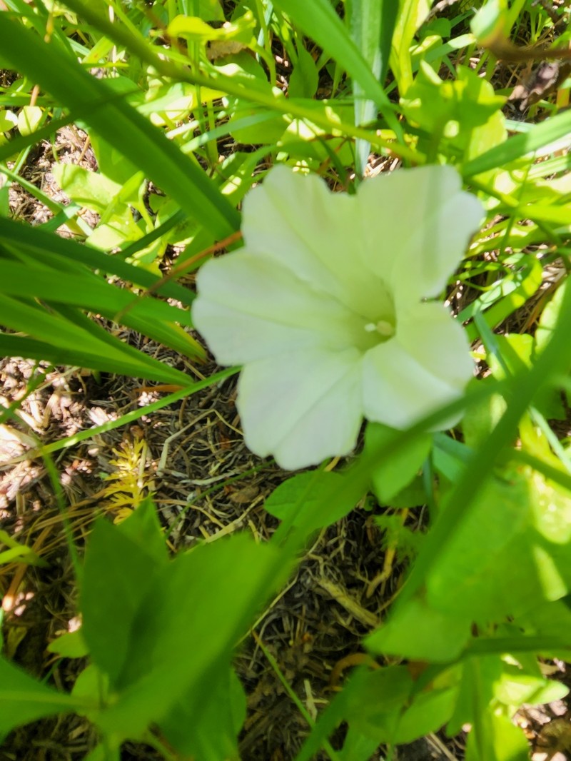 Calystegia atriplicifolia subsp. atriplicifolia photo 7