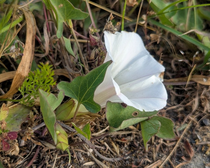 Calystegia atriplicifolia subsp. buttensis