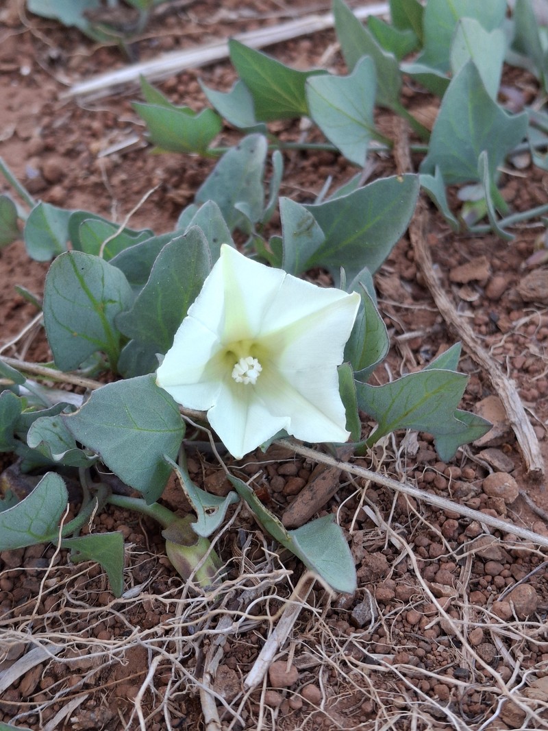 Calystegia atriplicifolia subsp. buttensis photo 2