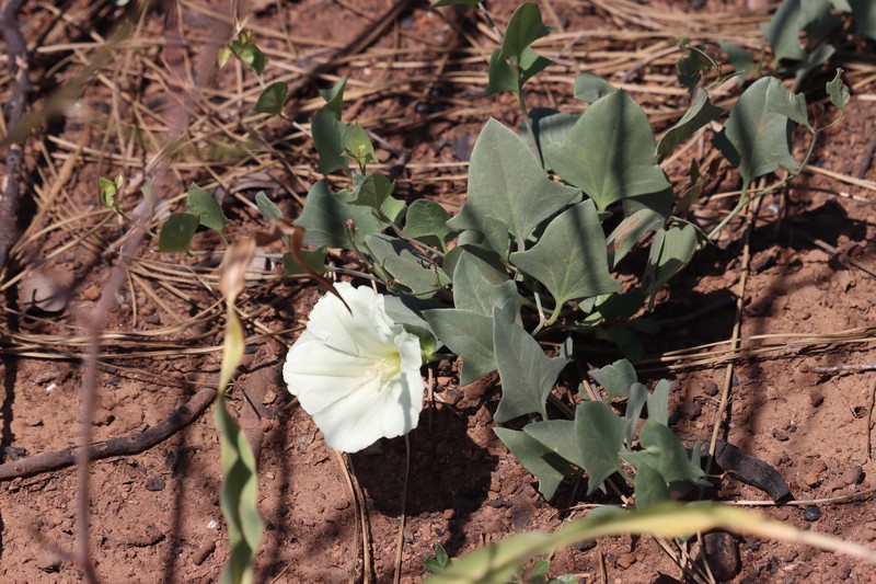 Calystegia atriplicifolia subsp. buttensis photo 3