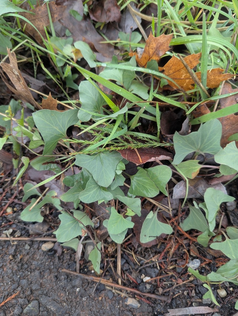 Calystegia atriplicifolia subsp. buttensis photo 4