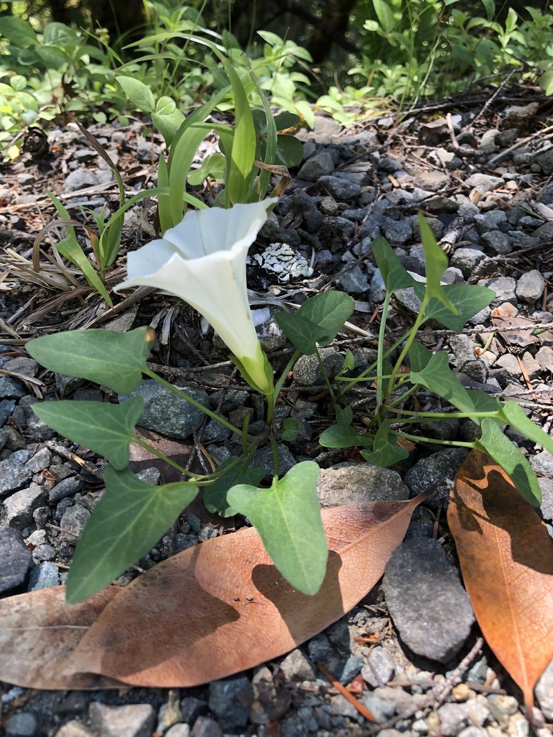 Calystegia atriplicifolia subsp. buttensis photo 6