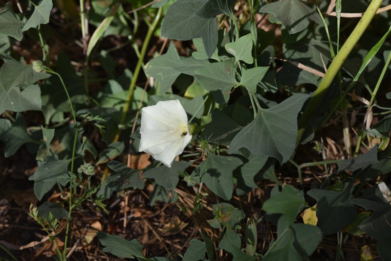 Calystegia atriplicifolia subsp. buttensis photo 7